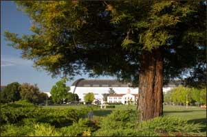 Photograph of tree with Hangar 1 in background